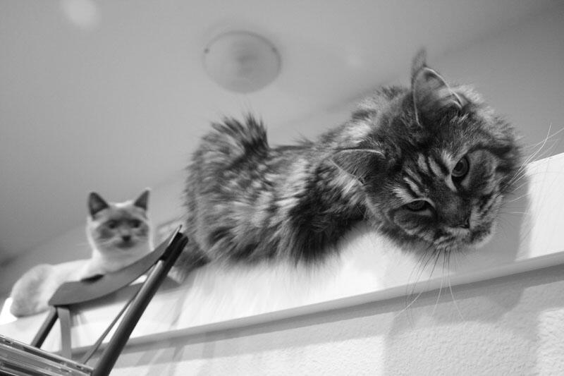 Balcony Cats