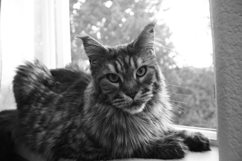 Window Cinder